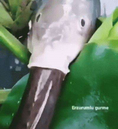 Fish Head Close Up Green Background GIF