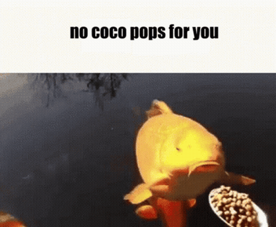 Fish Holding Spoon Says No Coco Pops For You GIF