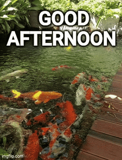 Fish In A Pond Saying Good Afternoon GIF