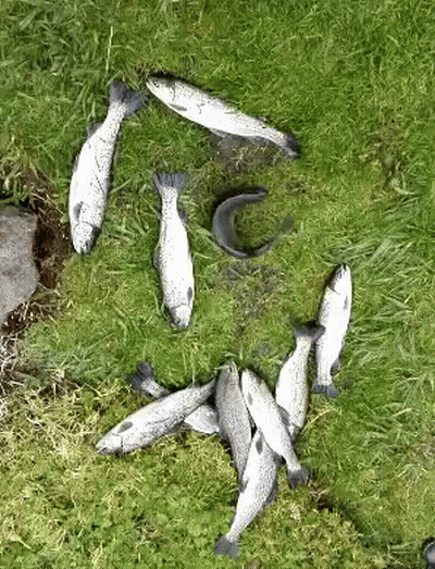 Fish Laying On Grass One With Black Tail GIF