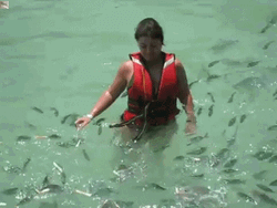 Fish Lunch Time Break  GIF
