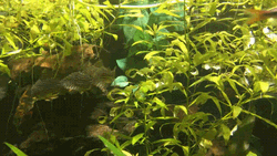 Fish Passing By Hygrophila Polysperma Plant