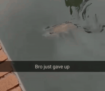 Fish Saying Bro Just Gave Up GIF