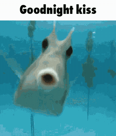 Fish Saying Goodnight Kiss GIF