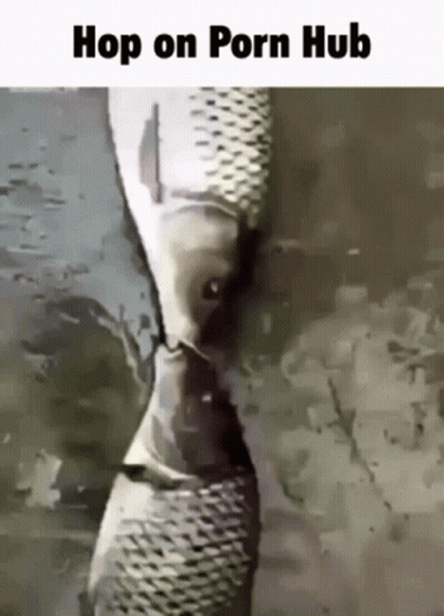 Fish Saying Hop On Porn Hub
