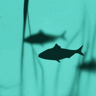 Fish Shadow Cast On Blue Surface GIF