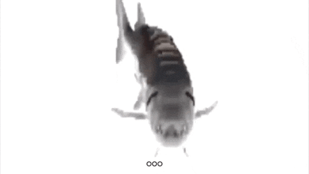 Fish Spin Sha GIF