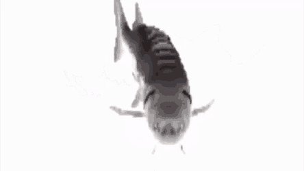 Fish Spin Sha GIF