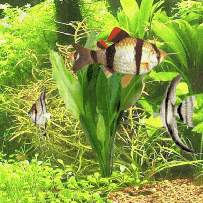 Fish Swimming Around Plant In Tank GIF