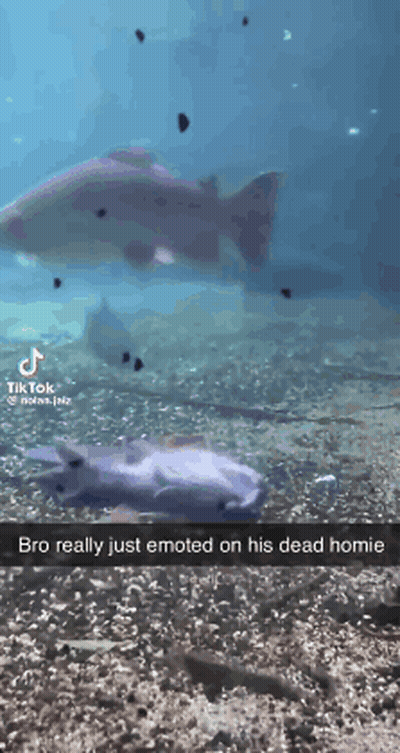 Fish Swimming Bro Really Just Emoted On His Dead Homie GIF
