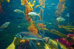 Fish Swimming In Nature