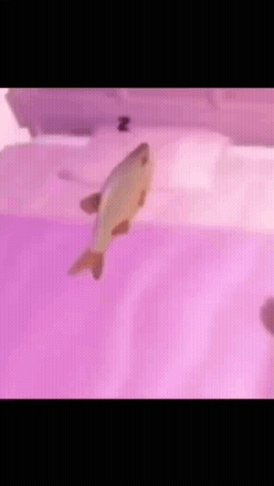 Fish Swimming In Pink Tank GIF