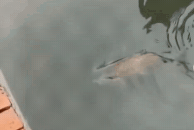 Fish Swimming In Pond Beside Brick Wall GIF