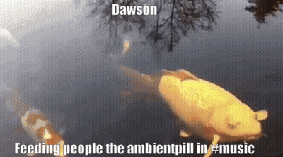 Fish Swimming In Pond Saying Feeding People The Ambientpill In Music GIF