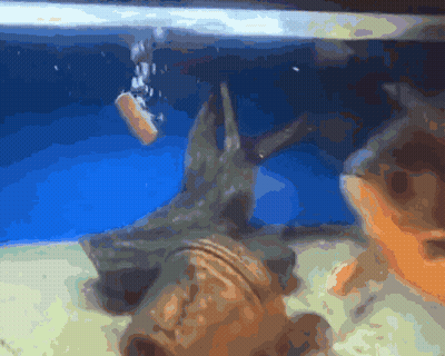 Fish Swimming In Tank With Bubbles GIF