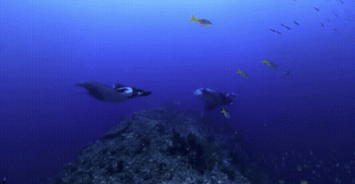 Fish Swimming Near Coral Reef GIF