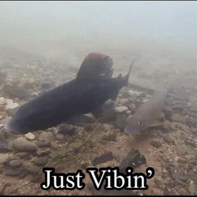 Fish Swimming Saying Just Vibin GIF
