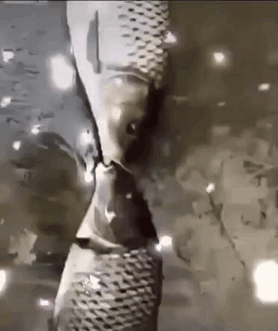 Fish Swimming With Person Reflection GIF