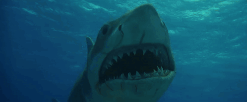 Fish Tail Close Up GIF