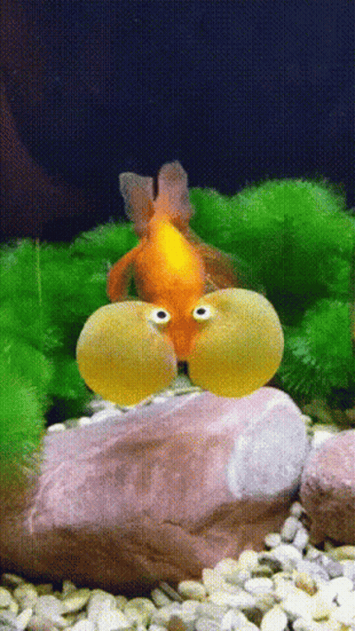 Fish With Big Eyes Sitting On Rock In Tank GIF