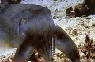 Fish With Red Arrow GIF