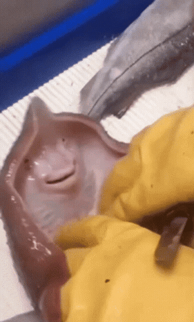 Fish With Yellow Glove GIF