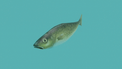 Fish With Yellow Tail Swimming In Blue Water GIF
