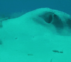 Fish Wtf GIF