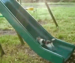Fitness Cute Cat Slide