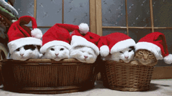 Five Big Cats In Xmas Hat GIF