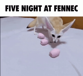 Five Nights At Fennec Fox Meme GIF