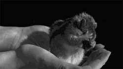 Fixing Self From Stress Squirrel GIF