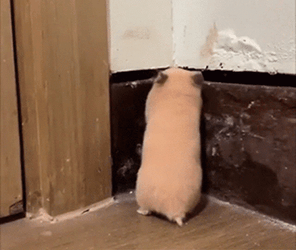 Flabbergasted Hampter Meme  GIF