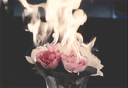 Flaming Pink Rose Flowers GIF