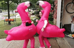 Flamingo Costume GIF