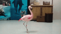 Flamingo GIF