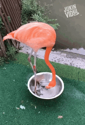 Flamingo In A Basin GIF