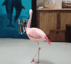 Flamingo On Set GIF