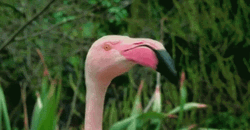 Flamingo Quick Look GIF