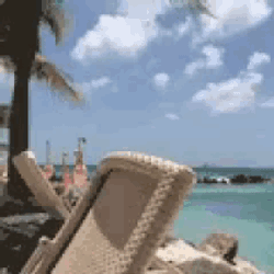 Flamingos Beach GIF