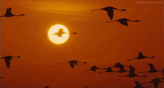 Flamingos Flying At Sunset GIF