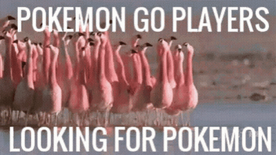 Flamingos Saying Pokemon Go Players Looking For Pokemon GIF