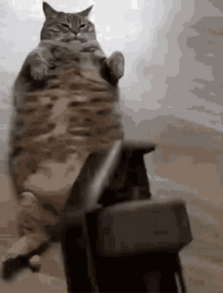 Flashbang Cat Biting Grenade GIF