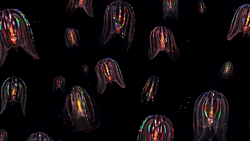 Flashing Lights Rainbow Colors GIF