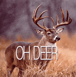 Flashing Oh Deer Text GIF