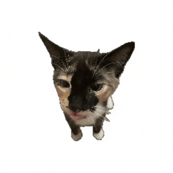 Flat Kitten Cat Spinning GIF