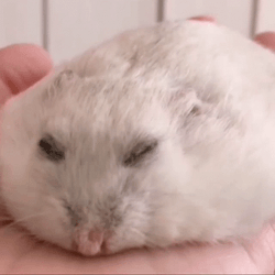 Flattened Cute White Hampter GIF