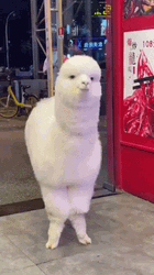 Flirty Winking Alpaca GIF