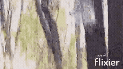 Flixier Forest Painting With Trees GIF