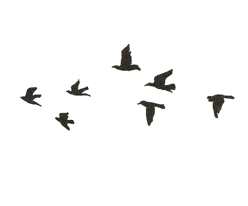 Flock Of Birds Flying Sticker